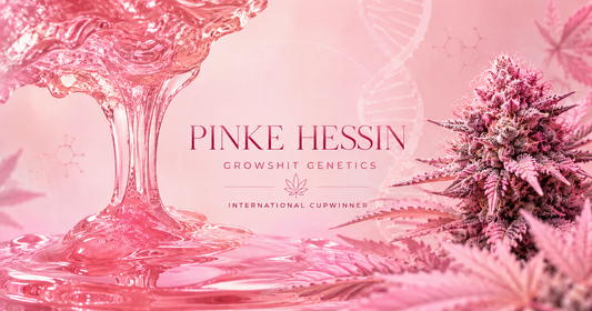 Pinke Hessin - International Cupwinner Genetic